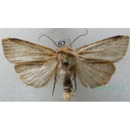 Diarsia dahlii (Hübner, 1813) Czech62